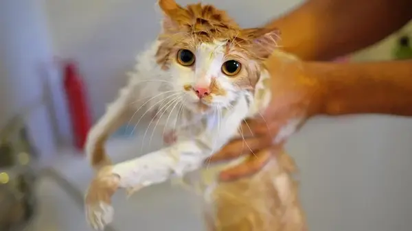 Почему кошки панически боятся воды: правда о страхе, которому тысячи лет