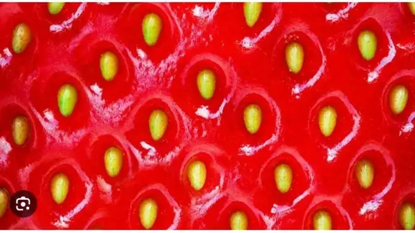 Интересные факты о клубнике: больше чем просто ягода