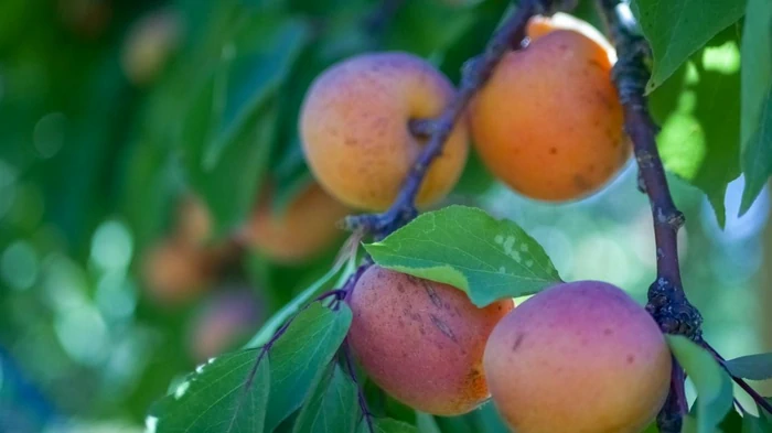 Как вырастить абрикос из косточки дома: пошаговая инструкция для начинающих