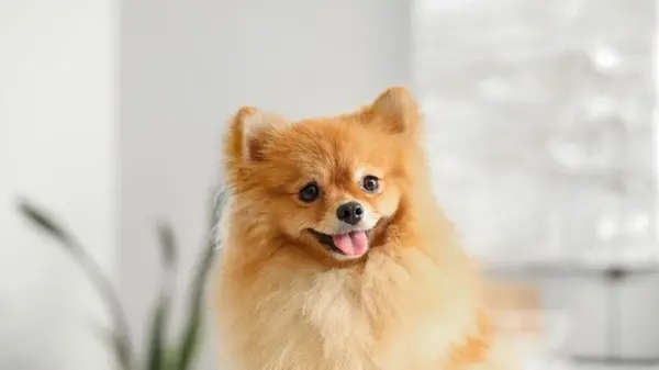 Как назвать домашнего любимца: необычные клички для маленьких собак