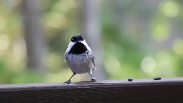 Какие вести приносит синичка: говорящие народные приметы о том, что птица села на окно