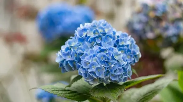 Цвести будет с сентября и до морозов: лучшая подкормка гортензии в июле в домашних условиях