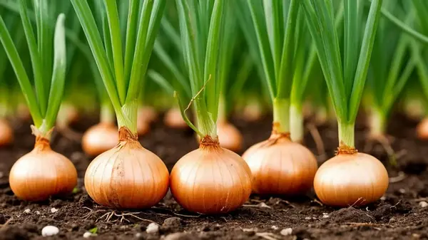 Чем лучше подкормить лук в июле, чтобы собирать урожай мешками