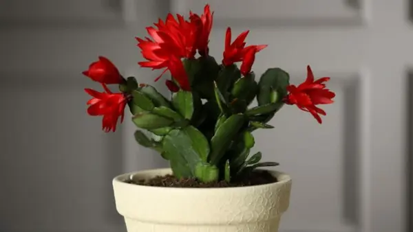 Что не любит рождественник: садоводы назвали 5 фатальных ошибок в уходе