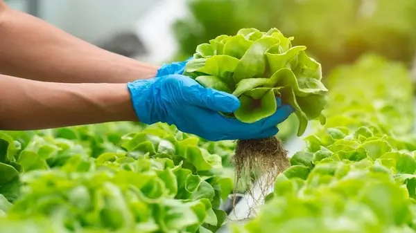 Почему горчат листья салата и как это исправить