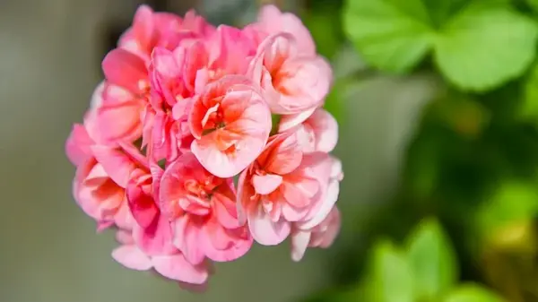 Почему не цветут герани: 5 ошибок, которые мешают бутонам распуститься