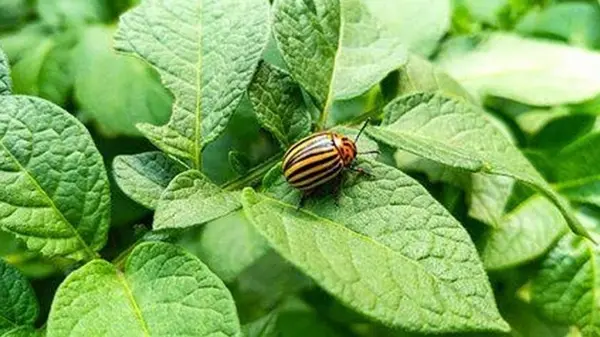 Когда и как лучше кропить картофель от колорадского жука