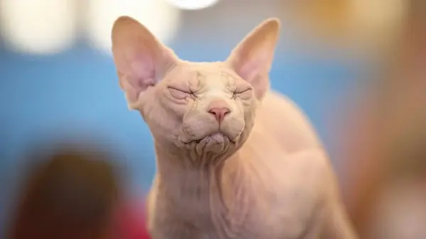 Правда о том, почему коты мурлыкают