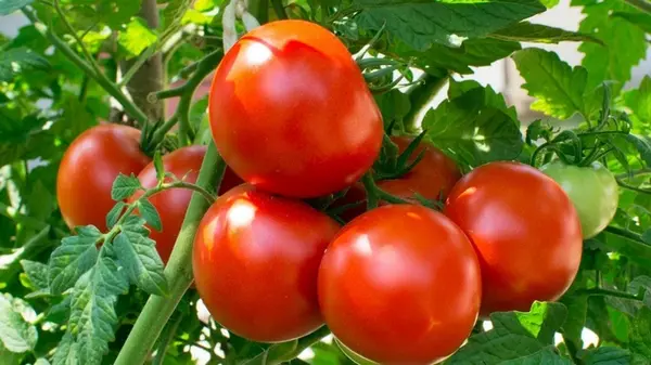 12 секретов богатого урожая помидоров: советы опытных садоводов