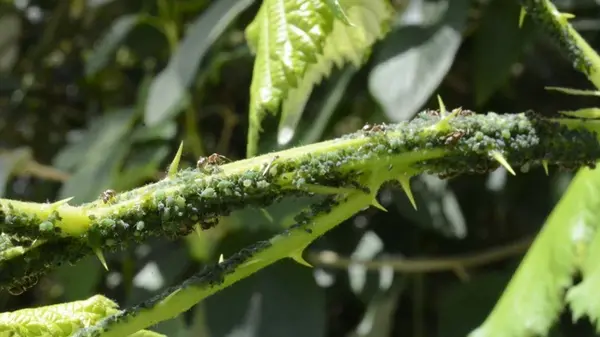 Как бороться с муравьями и тлей с помощью минералки: раскрыто средство, которое они не переносят