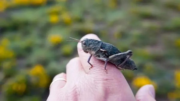 Саранча в доме, дворе или на окне — к беде или удаче? Что предвещают приметы и суеверия