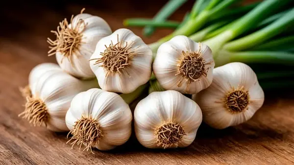 Когда выкапывать озимый и яровой чеснок в августе-сентябре: лунный календарь