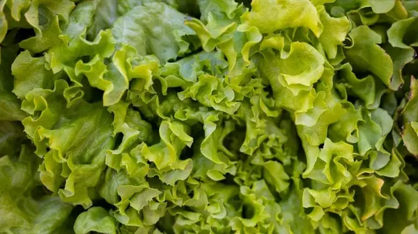 Почему листья салата горькие на вкус: как исправить проблему