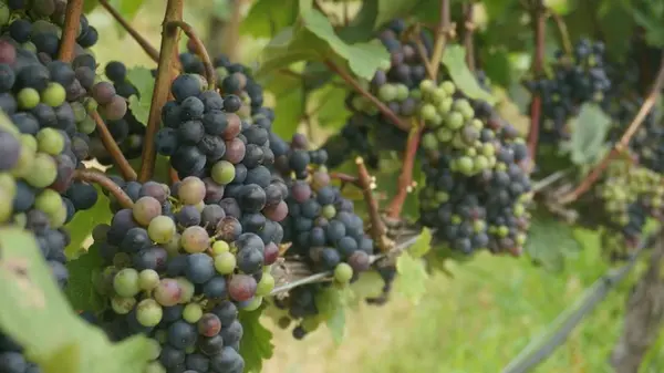 Что нужно делать с виноградом в июле: дайте одну подкормку – и вас будут ждать большие гроздья