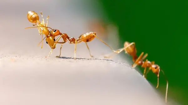 Как избавиться от муравьев в теплице без вреда для растений: действенные средства