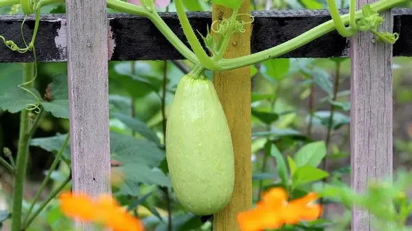 Как долго хранить свежие кабачки: пролежат до весны