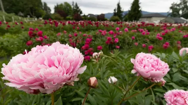 Лучшие растения-компаньоны для пиона: что посадить на цветнике, чтобы растение выглядело красиво