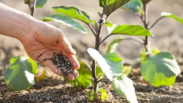 Подкормка баклажанов для стимуляции завязи и богатого урожая