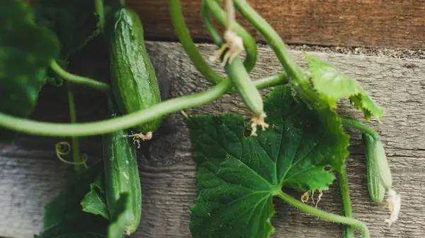 Лучшая подкормка для огурцов: всего два ингредиента и кустарники разрастутся, как сорняки