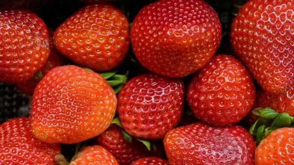 Размножение клубники усами — как это правильно делать