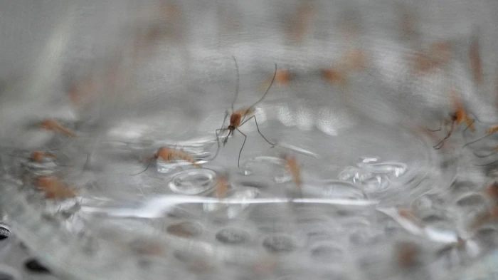 10 опасных мифов о комарах, которые могут навредить вашему здоровью