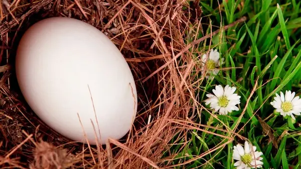 Что делать, если нашли куриное яйцо возле дома: народные приметы, которые не стоит игнорировать