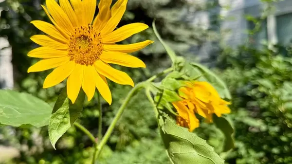 Просто бросьте это в вазу: как можно дольше сохранить свежесть подсолнечников и других срезанных цветов