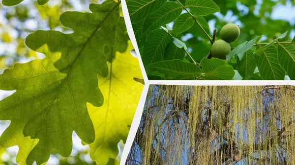 Что не стоит выращивать во дворе: садовник назвал 5 деревьев, от которых больше хлопот, чем пользы