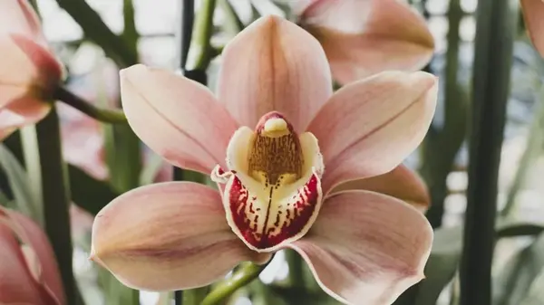 Орхидея может сгнить из-за одной ошибки при поливе: как этого избежать