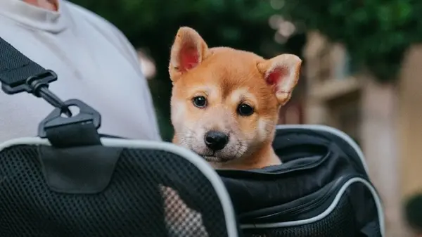 Дрессировщик назвал пять типов людей, которым не стоит заводить собаку