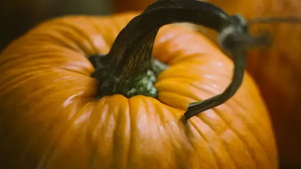 Плоды вырастут размером с ведро: в августе обязательно подживите тыквы этими удобрениями