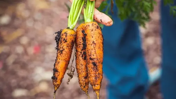 Большая морковь без химии: понадобится одно копеечное средство