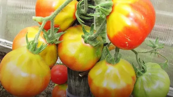 Что нужно сделать, если заметили желтые пятна на помидорах