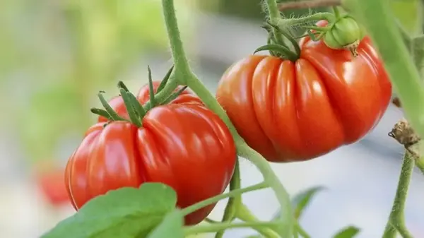 Чтобы помидоры быстрее созрели: что нужно сделать, чтобы они покраснели за несколько дней