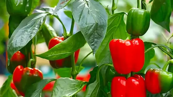 Что нельзя делать с перцем в августе: основные ошибки, которые могут стоить урожая