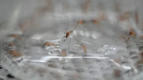 10 опасных мифов о комарах, которые могут навредить вашему здоровью