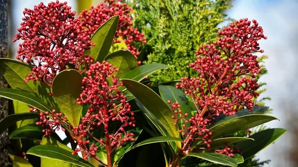 Кустарник, который радует пышным цветением круглый год: как выращивать на участке скиммию японскую