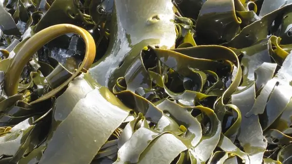 Морская капуста: кому категорически запрещено употреблять деликатес