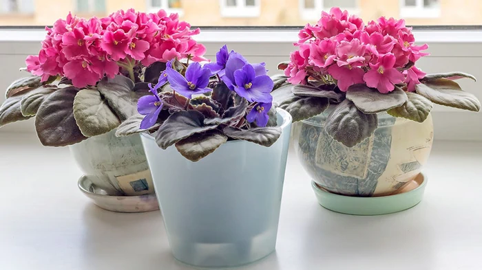 Это следует знать: как правильно пересадить фиалки