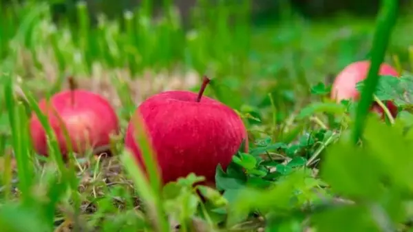 Куда девать падалицу яблок и можно ли бросать в компост: советы для дачников