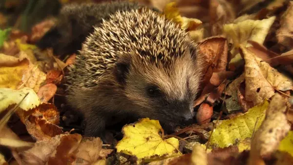 Иголки — не самая главная опасность: почему ежей лучше не трогать руками