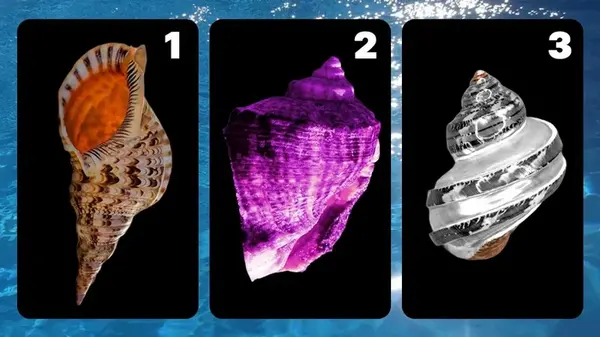 Какую ракушку выбирают тревожные люди: удивительный тест на уровень стресса