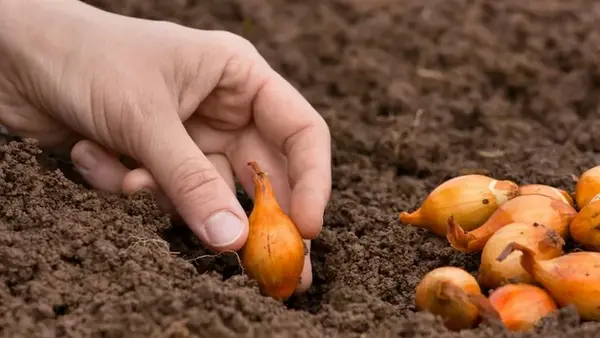 Сажать озимый лук нужно только в этот период: «золотые» даты 2025 года