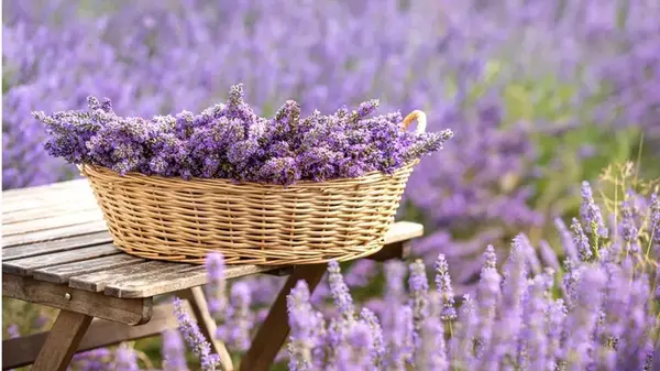 Секрет пышного цветения лаванды: просто подпитайте ее «мусором» из кухни