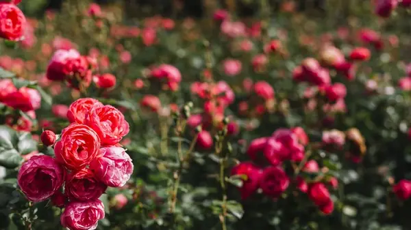 Как обрезать розы, чтобы они зацвели во второй раз: простой секрет садоводов