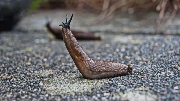 Садоводы должны сделать это прямо сейчас: полезный совет экспертов, который спасет ваши растения