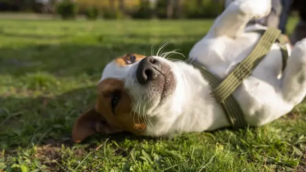 Сколько раз выгуливать собаку, чтобы она была счастлива: ответ вас удивит
