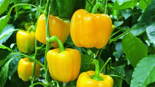 Эта подкормка сделает перец мясистым и сладким: какое удобрение лучше всего вносить в августе