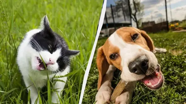 Зачем кошки и собаки едят траву и в каком случае нужно бежать к ветеринару: один верный признак