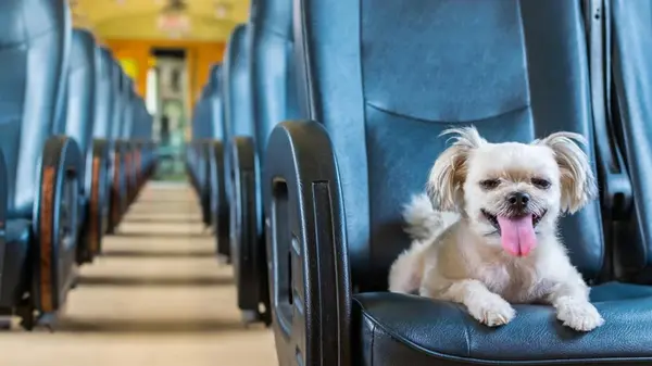 Какие собаки любят путешествовать со своими хозяевами: эксперты назвали 11 лучших пород